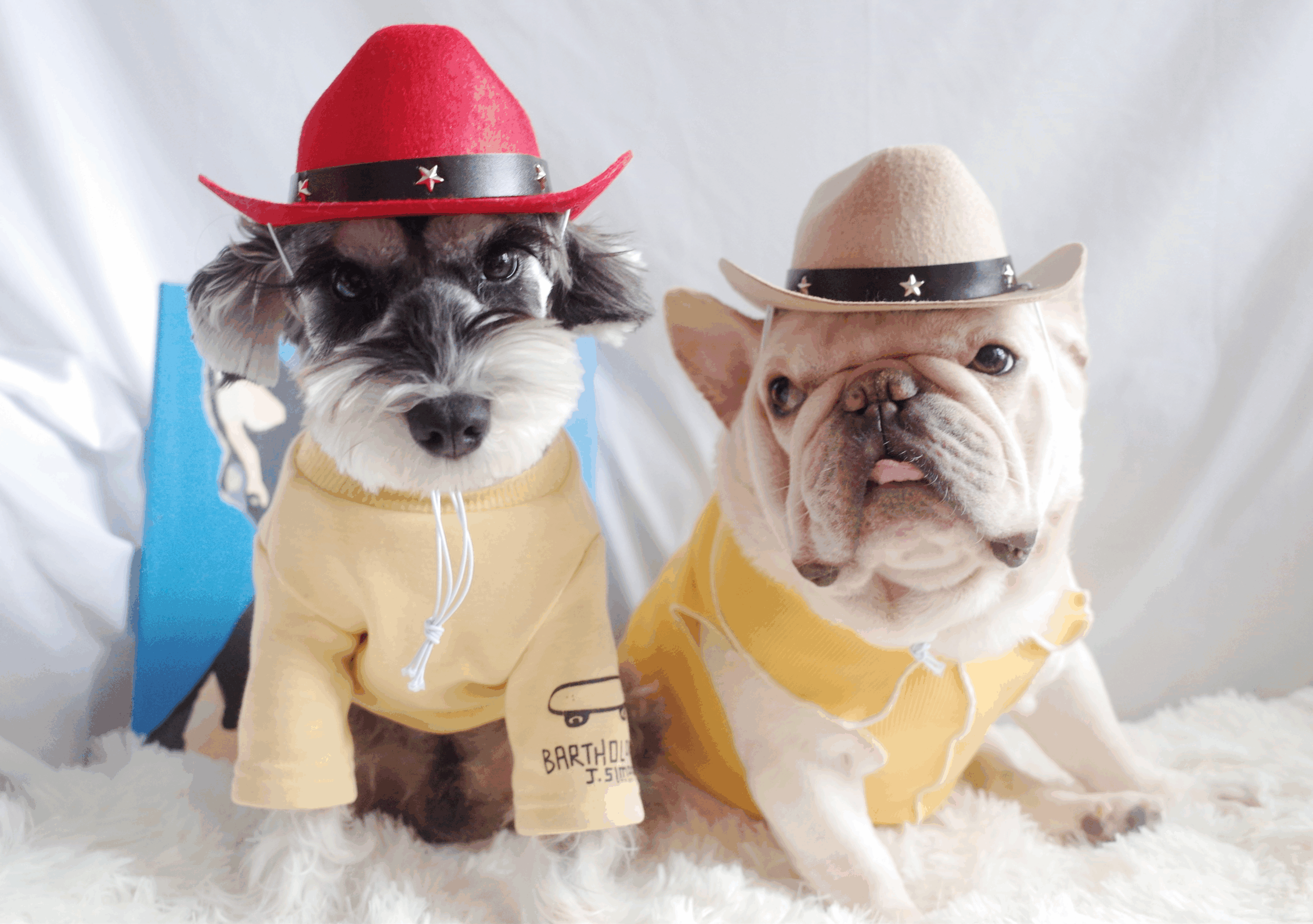 Cowboy Pet Hat Cosplay Cap for Dogs and Cats Six Colors - 图片 2