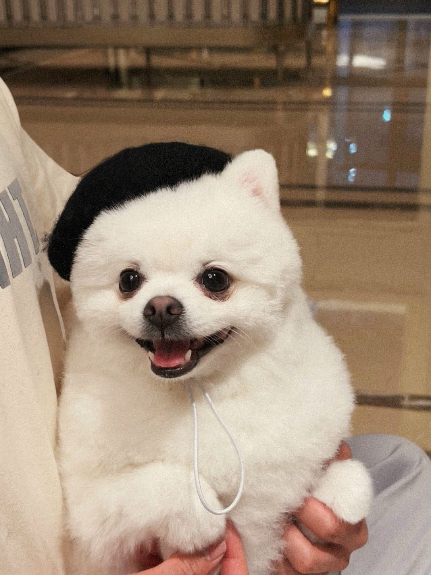 Dog Beret Hat Cats Hats Fashion Four Seasons Funny Wool Winter Pet Hat - 图片 9