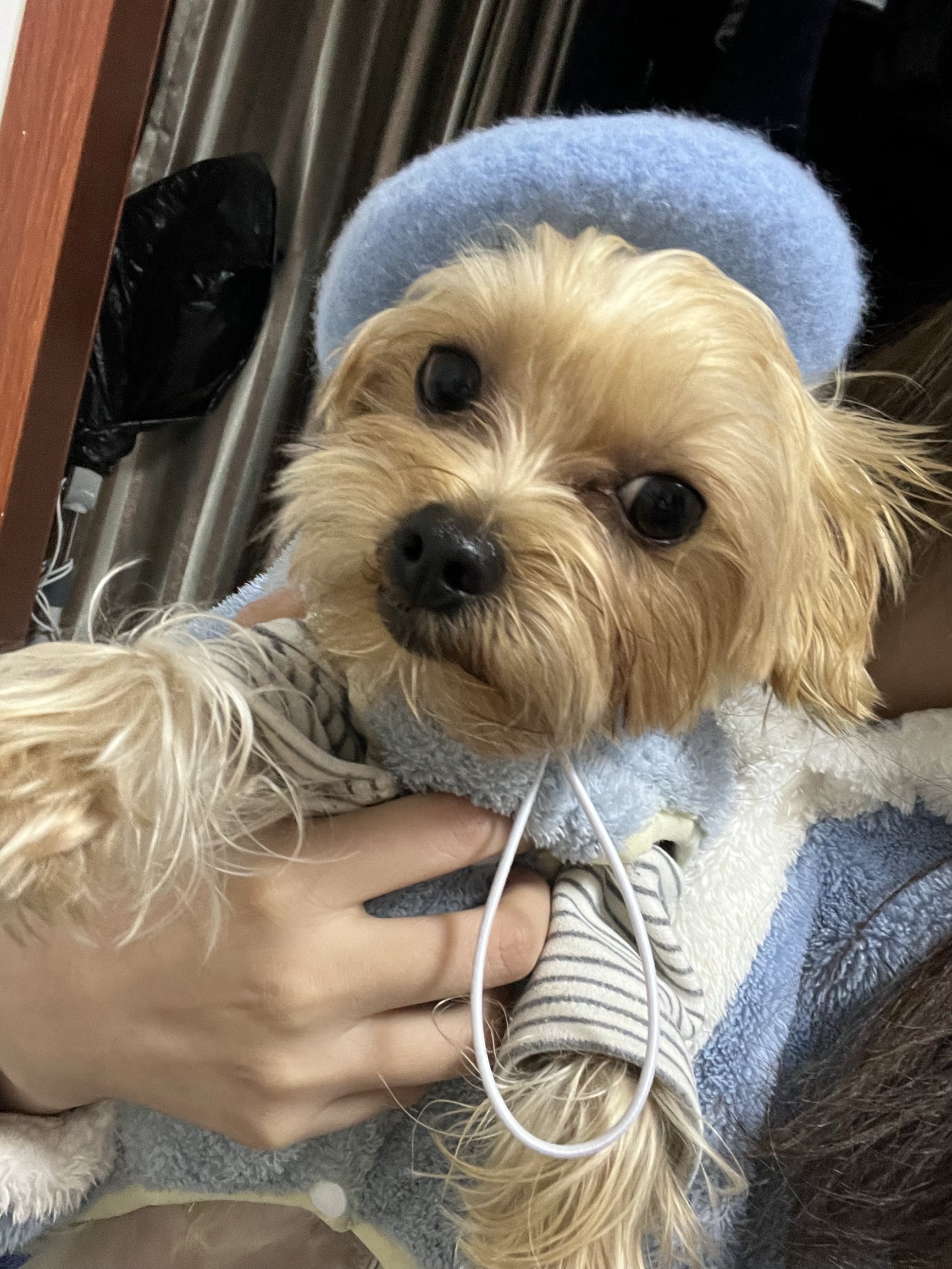 Dog Beret Hat Cats Hats Fashion Four Seasons Funny Wool Winter Pet Hat - 图片 8