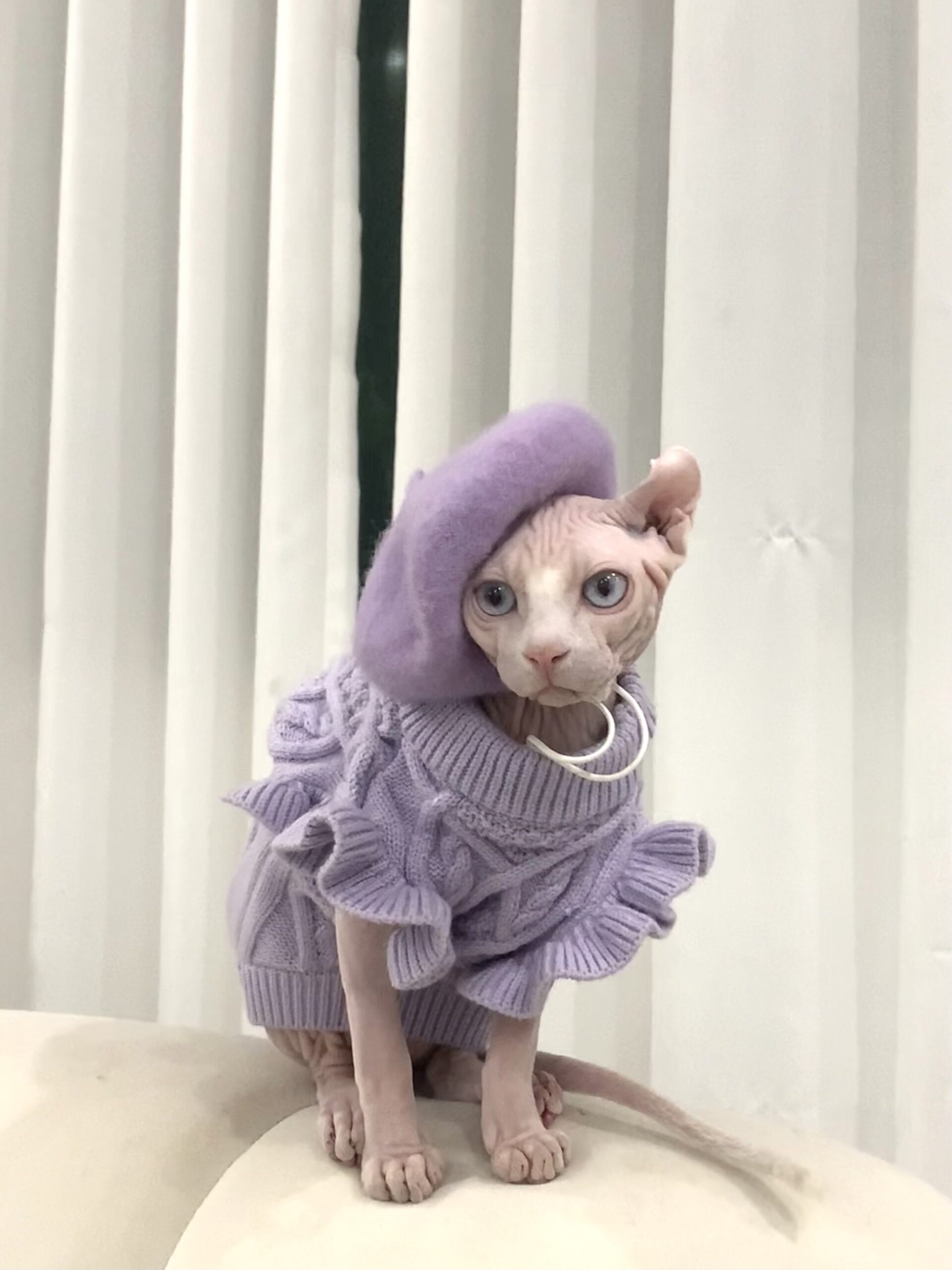 Dog Beret Hat Cats Hats Fashion Four Seasons Funny Wool Winter Pet Hat - 图片 4